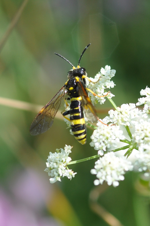 Tenthrenididae da identificare